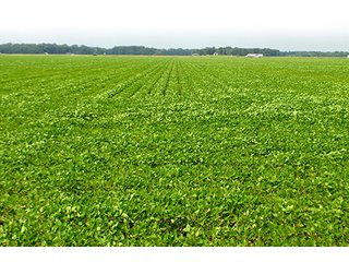 Property photo 8 - LAND AUCTION - 80+/- Acres offered in 1 Tract in Allen County